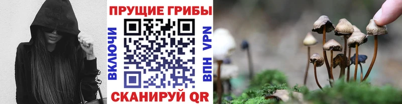 Галлюциногенные грибы Psilocybine cubensis  Сольвычегодск 